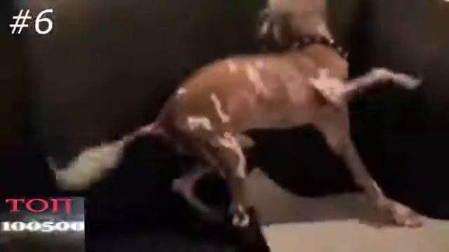 ТОП 12 УЖАСНО ЖУТКИХ СОБАК ПЛАНЕТЫ О КОТОРЫХ ВЫ НЕ ЗНАЛИ смотреть онлайн