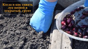 Когда сажать лук весной в открытый грунт