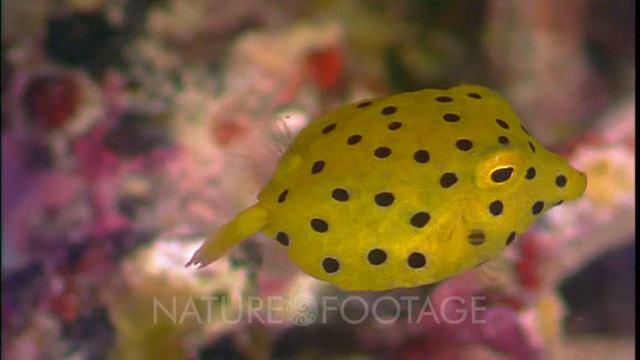 Cute Juvenile Yellow Boxfish Close Up Spinning And Turning смотреть онлайн