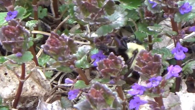 Two Bombus Queens смотреть онлайн