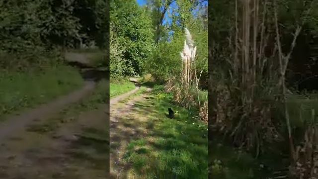 Кошки и Коты 9. Mai 2021 смотреть онлайн