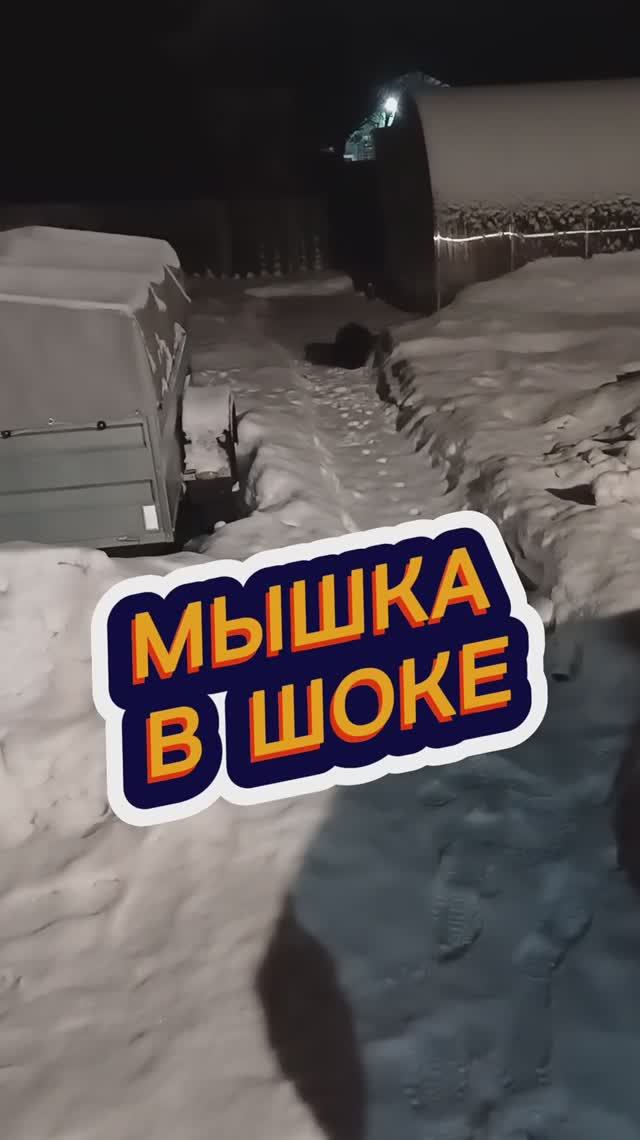 Приключения мышонка 👀😃