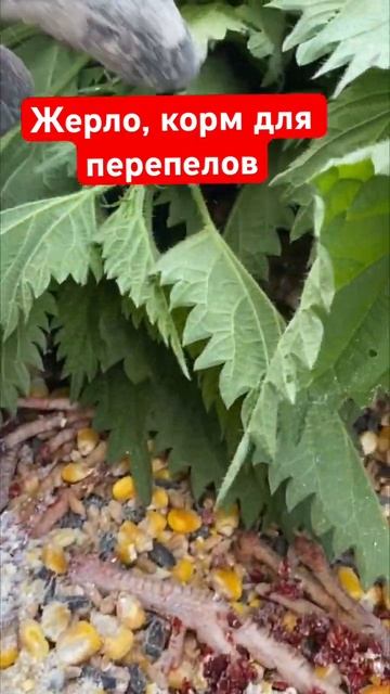Состав корма для перепелов и кур #кормдляперепелов #кормдлякур #хитрукелена смотреть онлайн