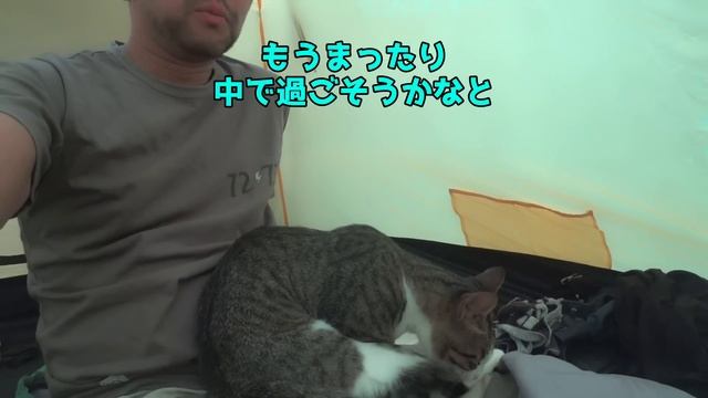 信じられないくらい野良猫と仲良く完ソロキャンプする男の末路【泣】前編 #猫 #キャンプ #asmr смотреть онлайн