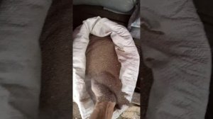 семена донника второго сорта