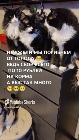 ЧЕЛОВЕК ПОМОГИ 🙏🆘