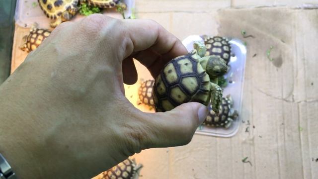 အာဖရိကန်ကုန်းလိပ် အကြောင်းသိကောင်းစရာSulcata tortoise/African spurred tortoise(Centrochelys sulcata смотреть онлайн
