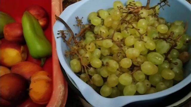 Виноград по 40 руб смотреть онлайн