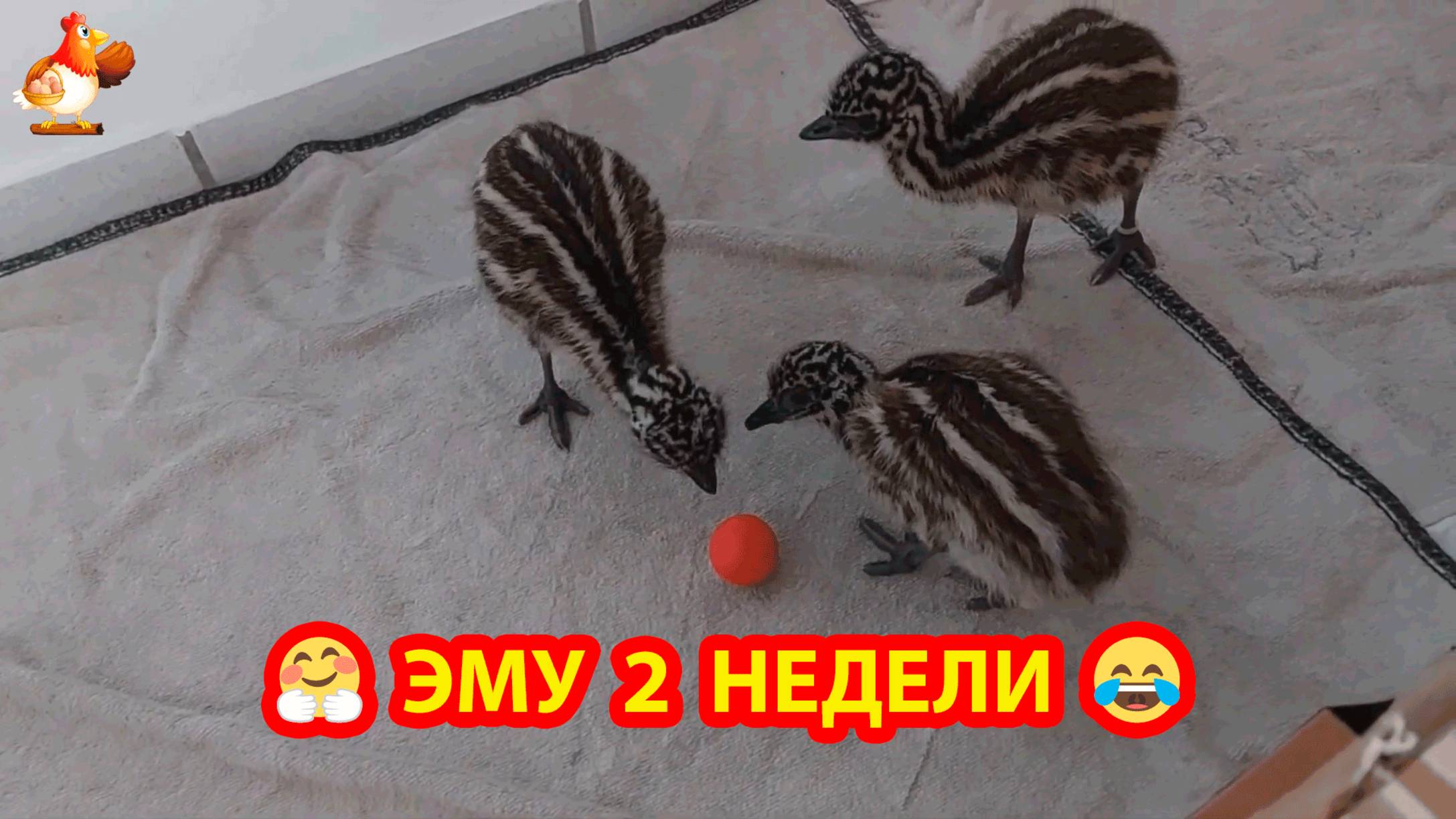 Эму 2 недели играют и гуляют ❣️😂🥰