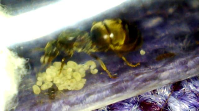 ADOPTION & PROGRESS | 3 Month Queen Ant Update смотреть онлайн