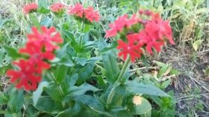 Лихнис. Цветок лихнис