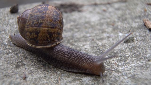 Snail crawling at sunrise. смотреть онлайн