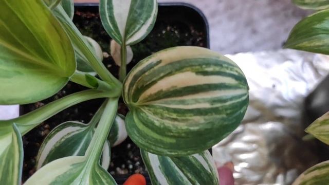 НЕВЕРОЯТНО КРАСИВЫЙ окрас стрекетных сеянцев...мои фавориты этого года #hosta #изсемян #хоста #окра