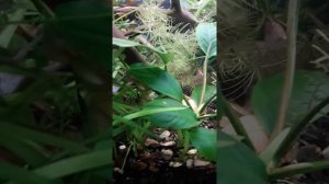 Анцитрус и Рио Парагвай.