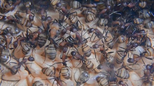 #Camponotus habereri colony P update 02/06/2023 смотреть онлайн
