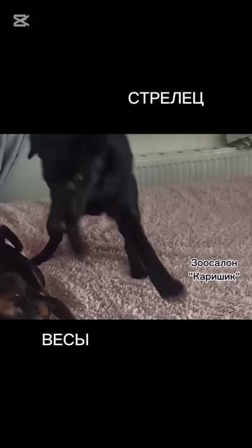 Стрелец и Весы. Совместимость