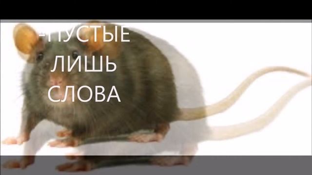 КРЫСА смотреть онлайн