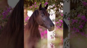 Красивые #Нашиды😍