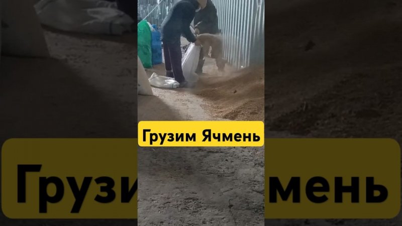 Погрузка ЯЧМЕНЯ ТГК:DanilaFermer