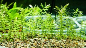 Rotala Colorata 20minute planting timelapse in 4K 30 seconds by akvariumistas.lt by Akvariumistas