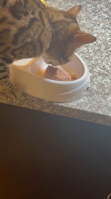 Raw food diet cat tires pure harmony cat food ! #catfood #cats смотреть онлайн