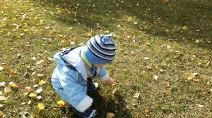 Собирает листья