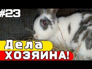 Жизнь в ДЕРЕВНЕ #23 | Уход за КРОЛИКАМИ! | Дела ХОЗЯИНА!