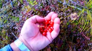 Трое на болоте