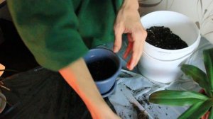 Пересадка фикуса Белиз