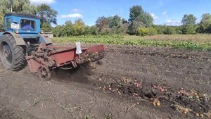 Копаем картофель Т 40 ам и Ктн 2 в