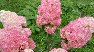 Метельчатые гортензии.Уход , условия. Какие черенки брать для размножения!🌱🌱🌱