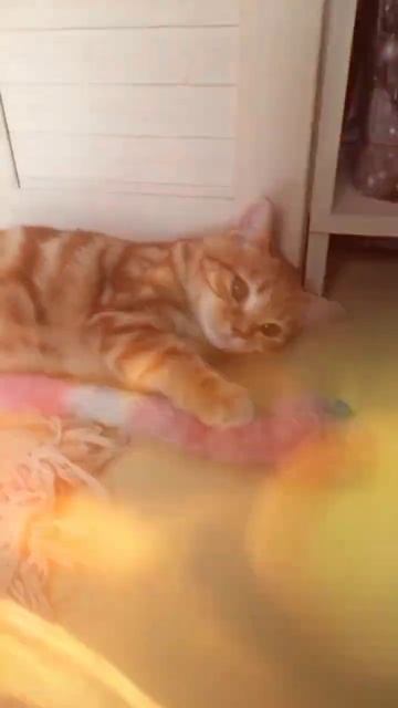 Смешное видео про кошку смотреть до конца #cats #catsshorts #like #funnycats #catsvideo #kidsvideo смотреть онлайн