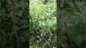 003 абрикосы --- г выкса---- саит супер-огород7910 орг---тел 8-906-351-1000