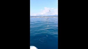 Раздача ставриды