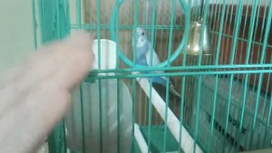 как погладить волнистого попугая