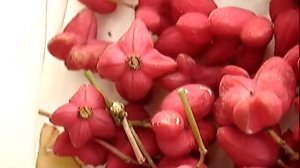 бересклет ядовитая ягода