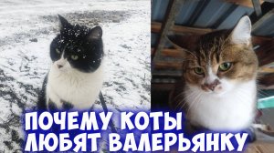 Почему коты любят валерьянку