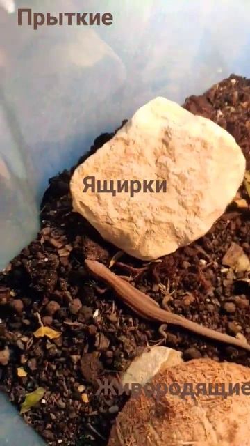 ящерица есть везде прыткие и живородящие