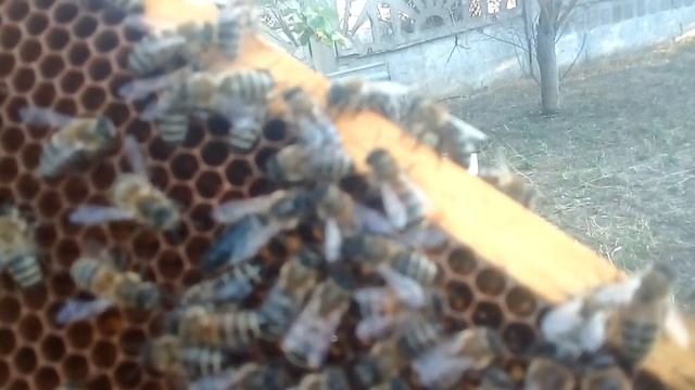 Вот так я борюсь с роением и меняю маток. смотреть онлайн