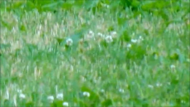 🐇Lepus timidus ainu / 蝦夷雪兎（エゾユキウサギ）/ Mountain hare