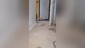 Тестируем новую игрушку-качалку для кошек из Четырех Лап