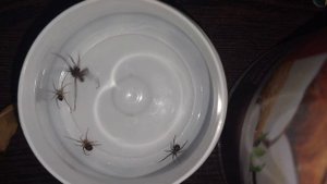 steatoda grossa vs домовой паук