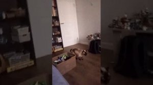 призываем Чарли Чарли и чеширского кота