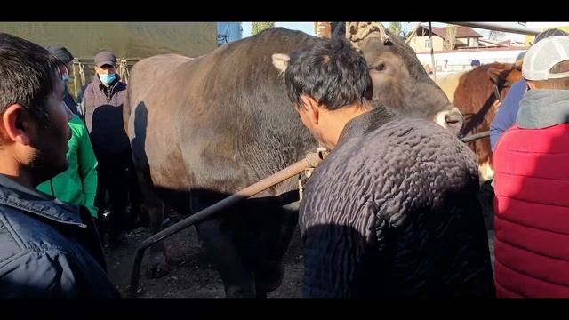 Bugungi narx navolar.12-oktyabr. смотреть онлайн