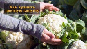 Как хранить цветную капусту