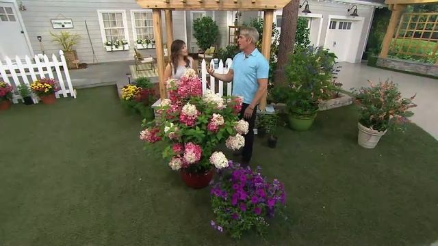 Cottage Farms Vanilla Strawberry Hydrangea on QVC смотреть онлайн