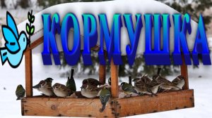 Птицы в кормушке 19.01.25г.