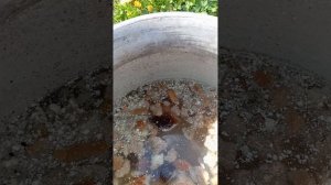 подкормка хлебный квас