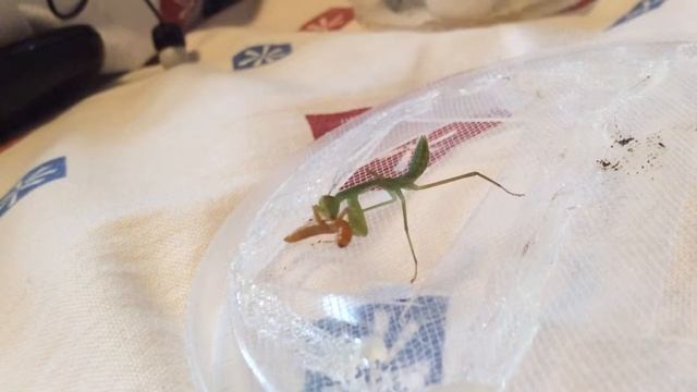 Rhombodera stalii feeding #2 смотреть онлайн