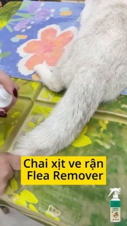 XỊT DIỆT VE CHÓ MÈO - SẠCH VE SAU 1 LẦN XỊT